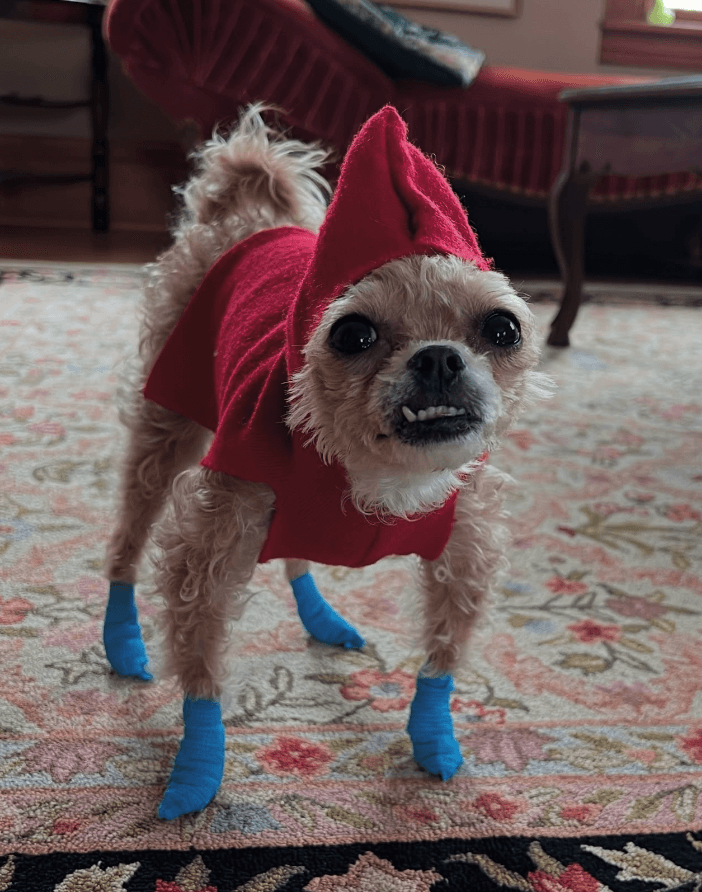 Original dog photo