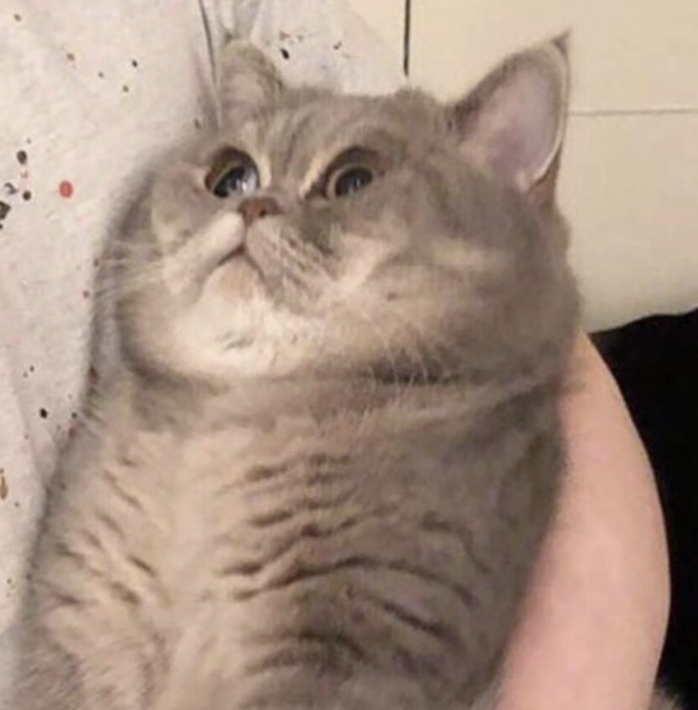 Original cat photo